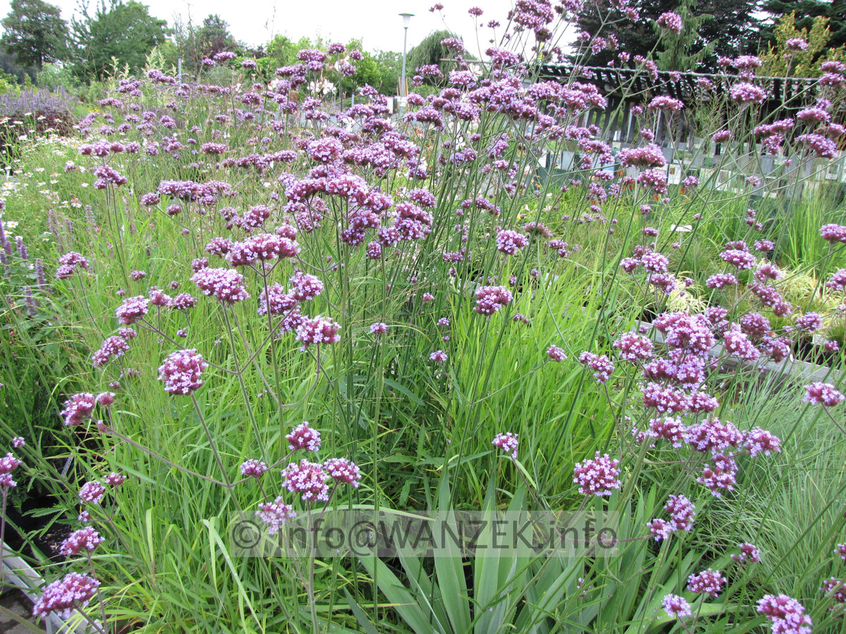 Verbena bonariense 05.JPG